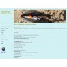 1119g Website für Stimmtherapeutin